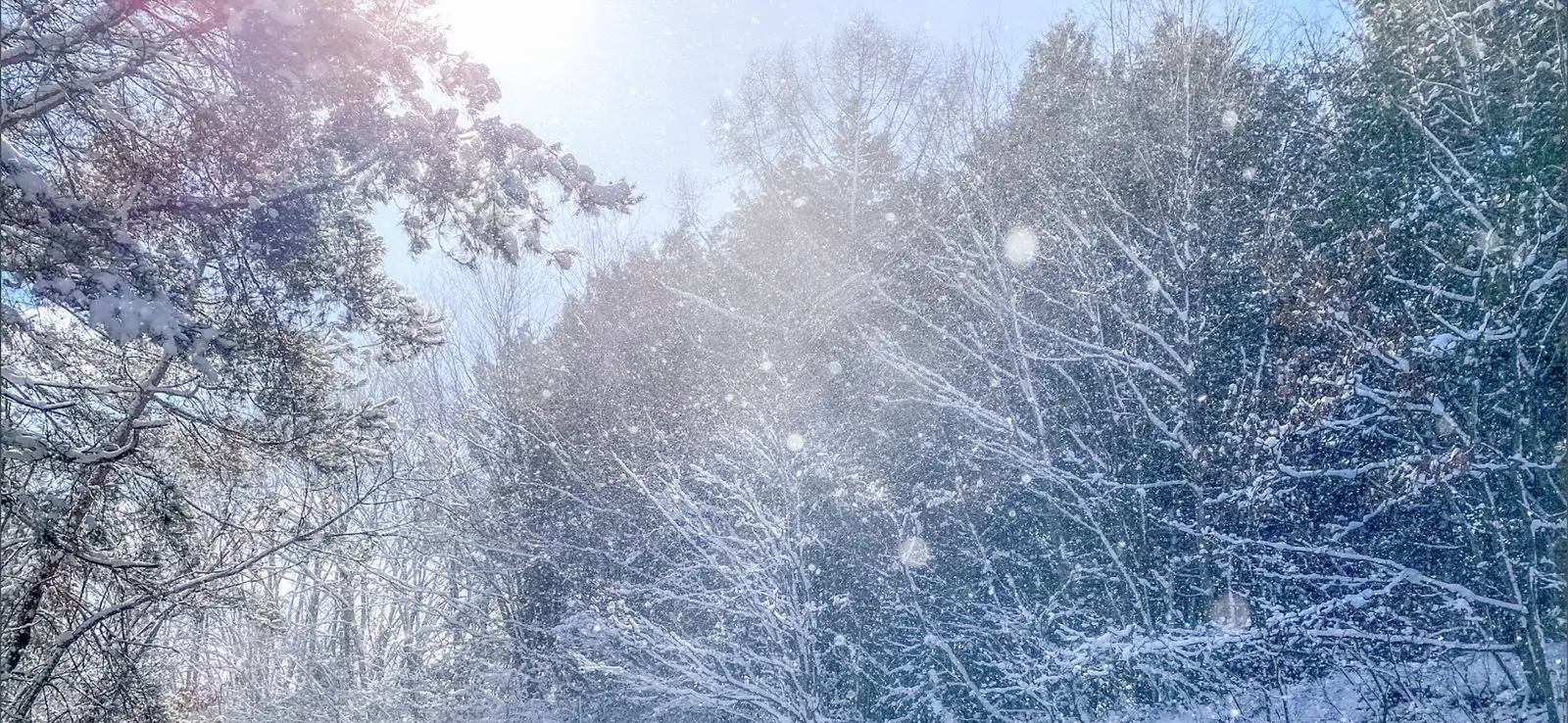 image_exhibition_bottom